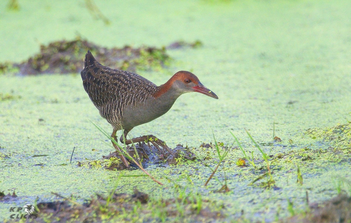 Slaty-breasted Rail - ML82296051