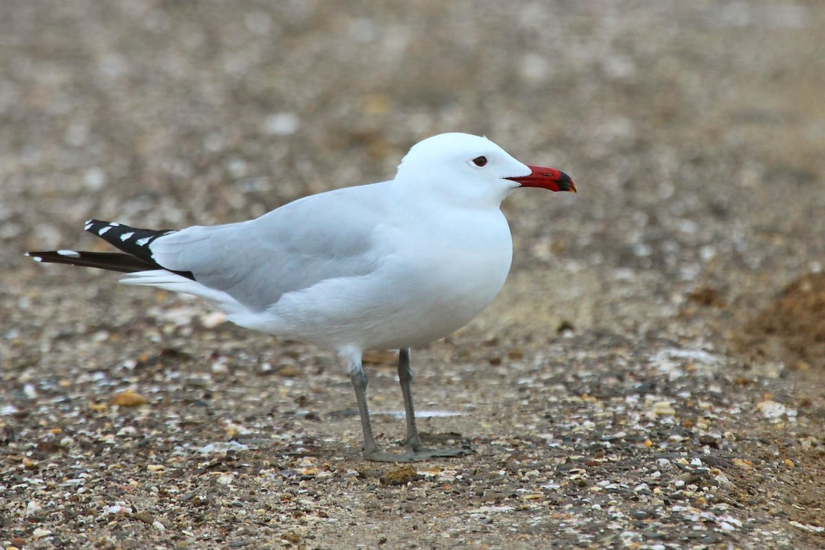 Audouin's Gull - António Gonçalves