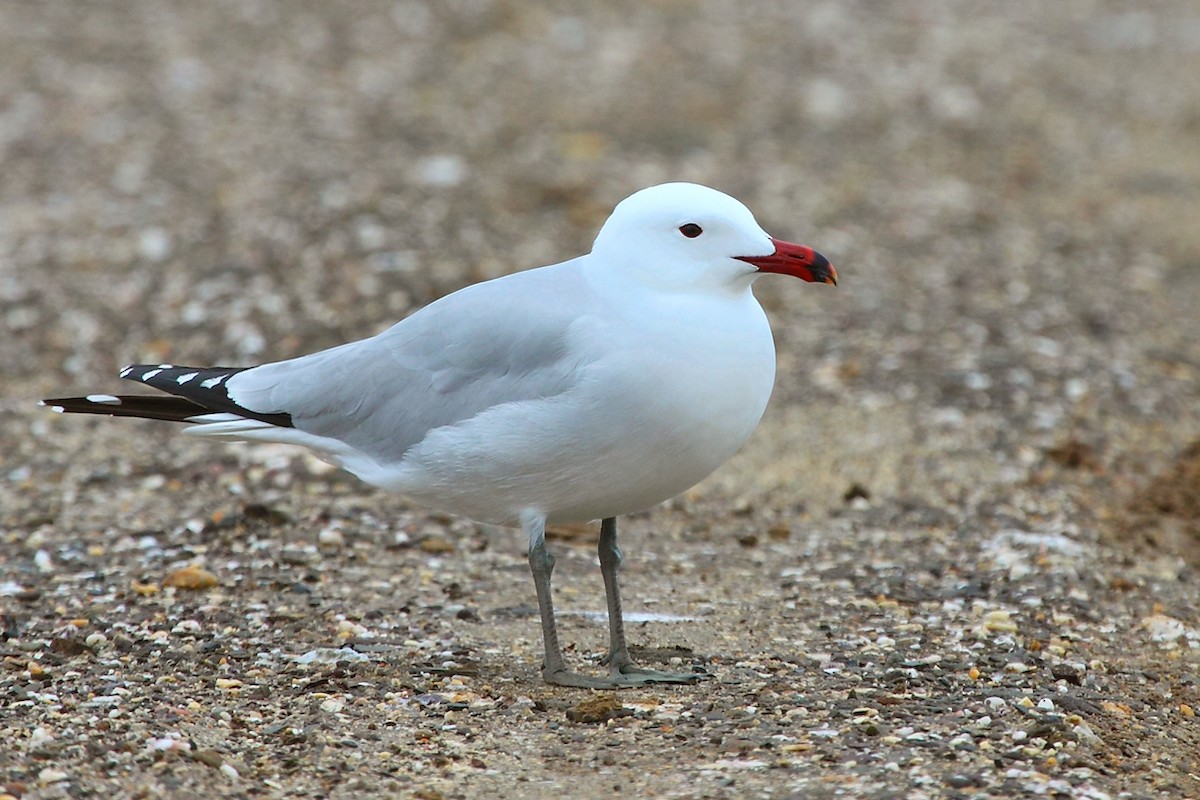 Audouin's Gull - ML82300041