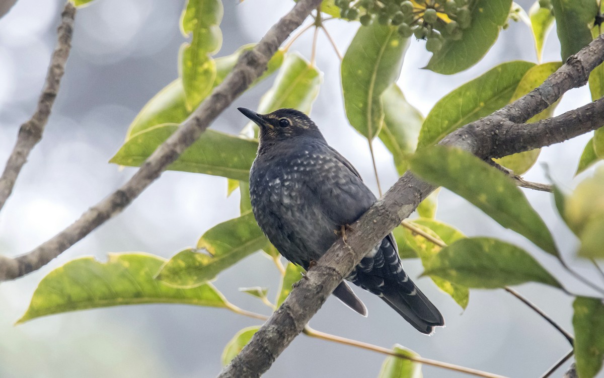 Siberian Thrush - ML82301221