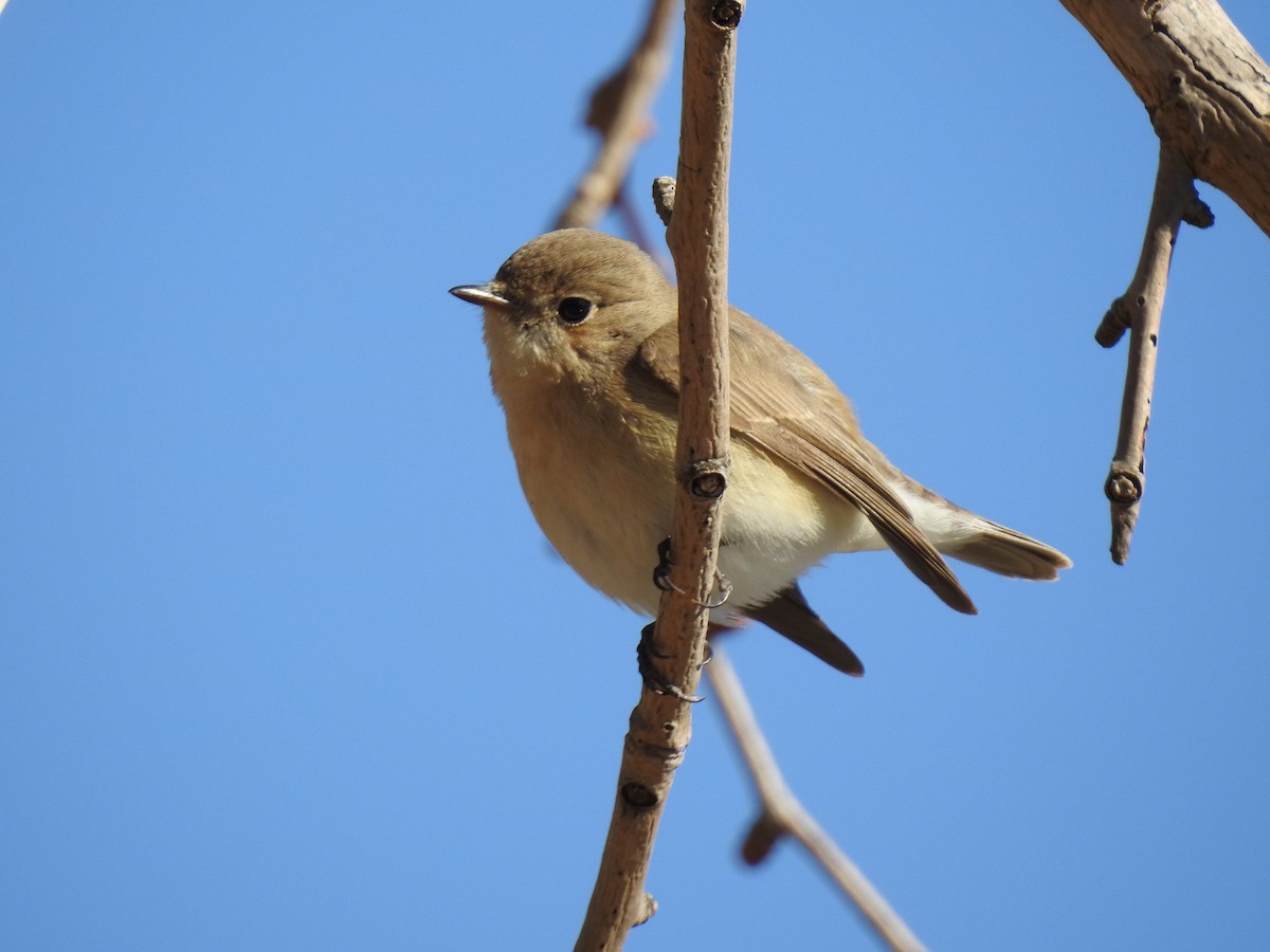 Red-breasted Flycatcher - ML82301691