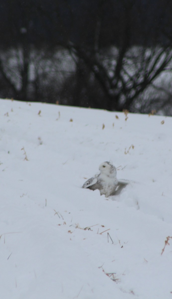 Snowy Owl - Maeve Higgins