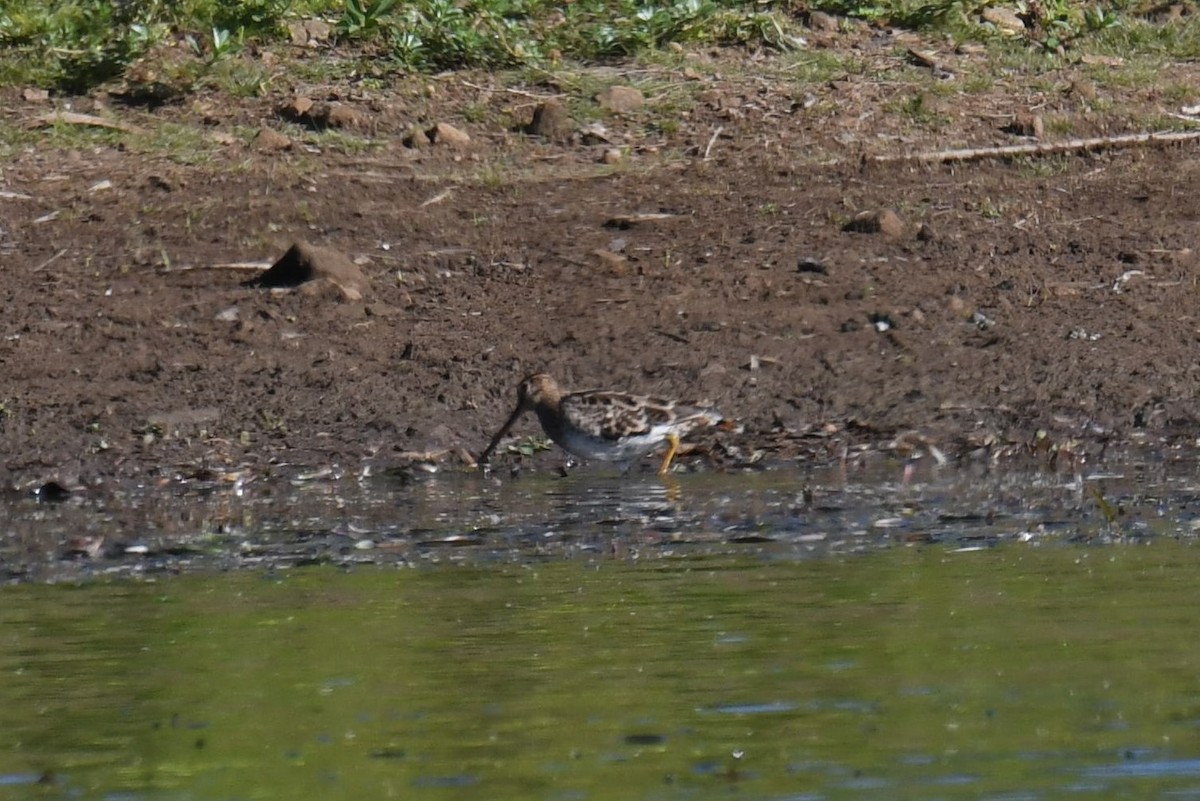 Latham's Snipe - ML82302881