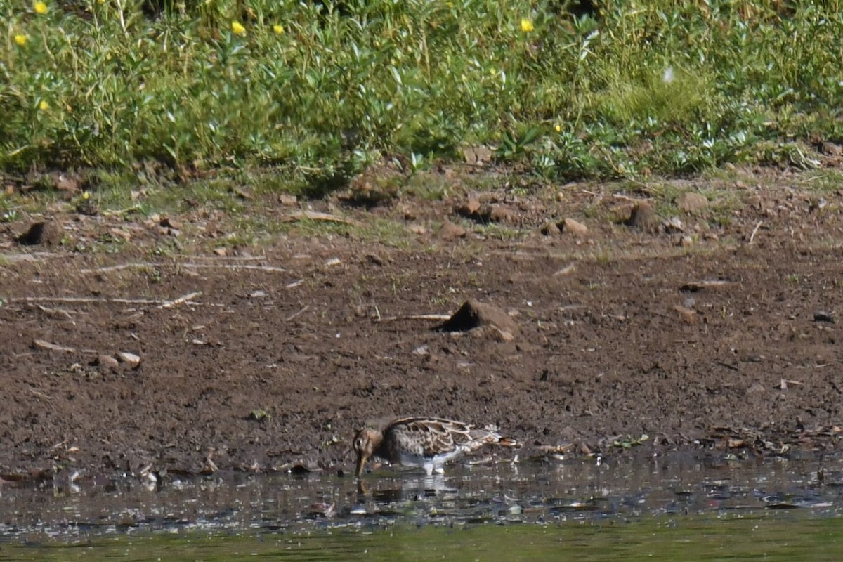 Latham's Snipe - ML82302891