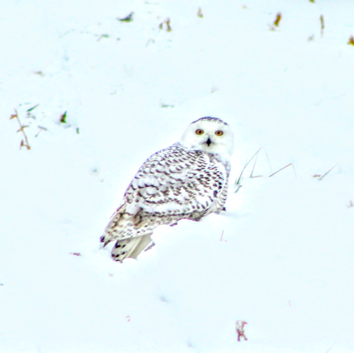 Snowy Owl - Maeve Higgins