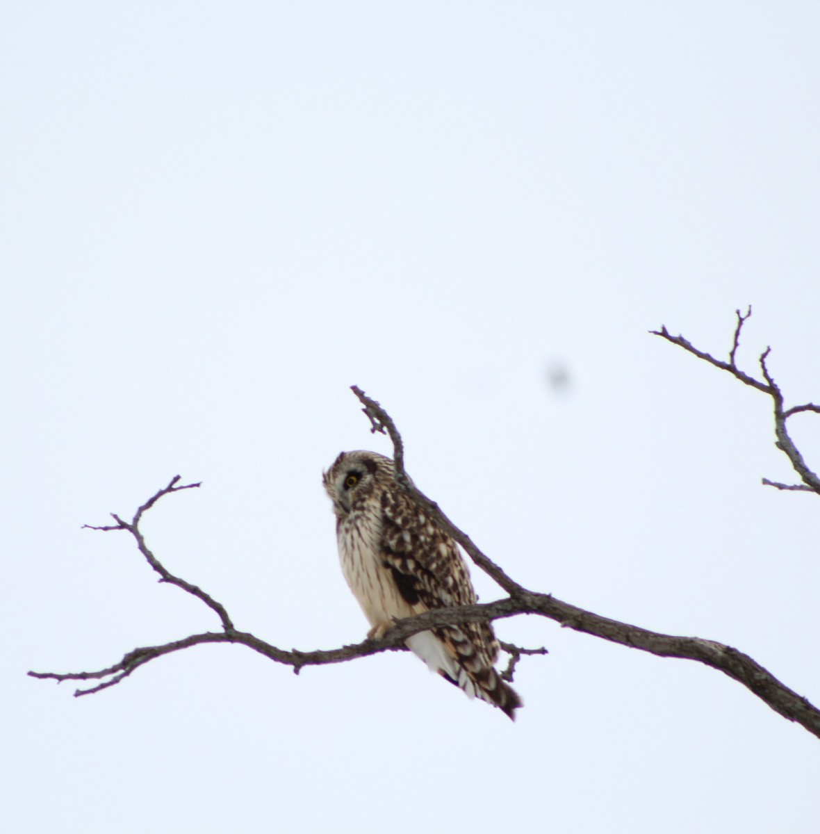 Short-eared Owl - Maeve Higgins