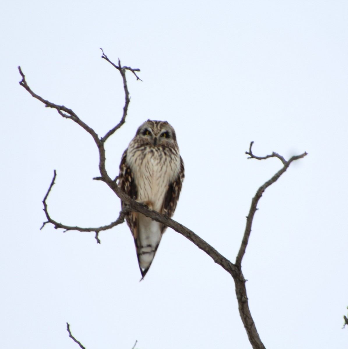 Short-eared Owl - Maeve Higgins