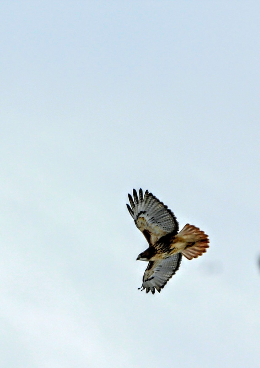 Red-tailed Hawk - Maeve Higgins