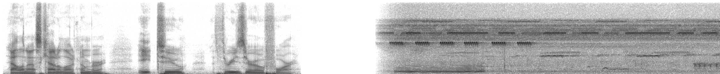Красногрудый скрытохвост - ML82304