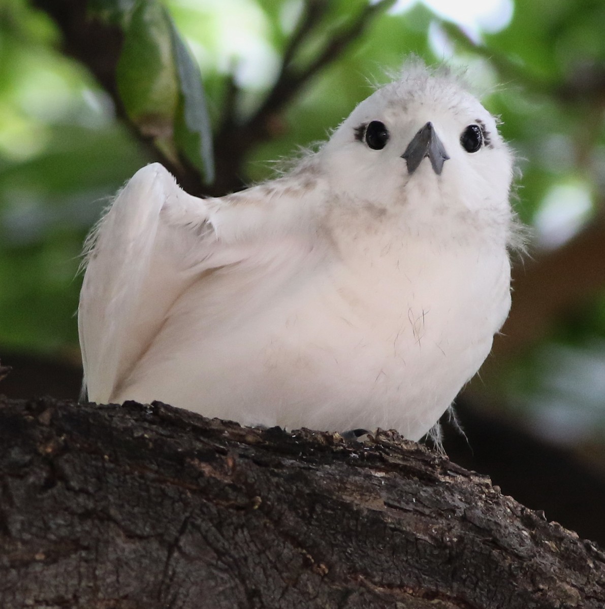 Blue-billed White-Tern - Derek Stokes