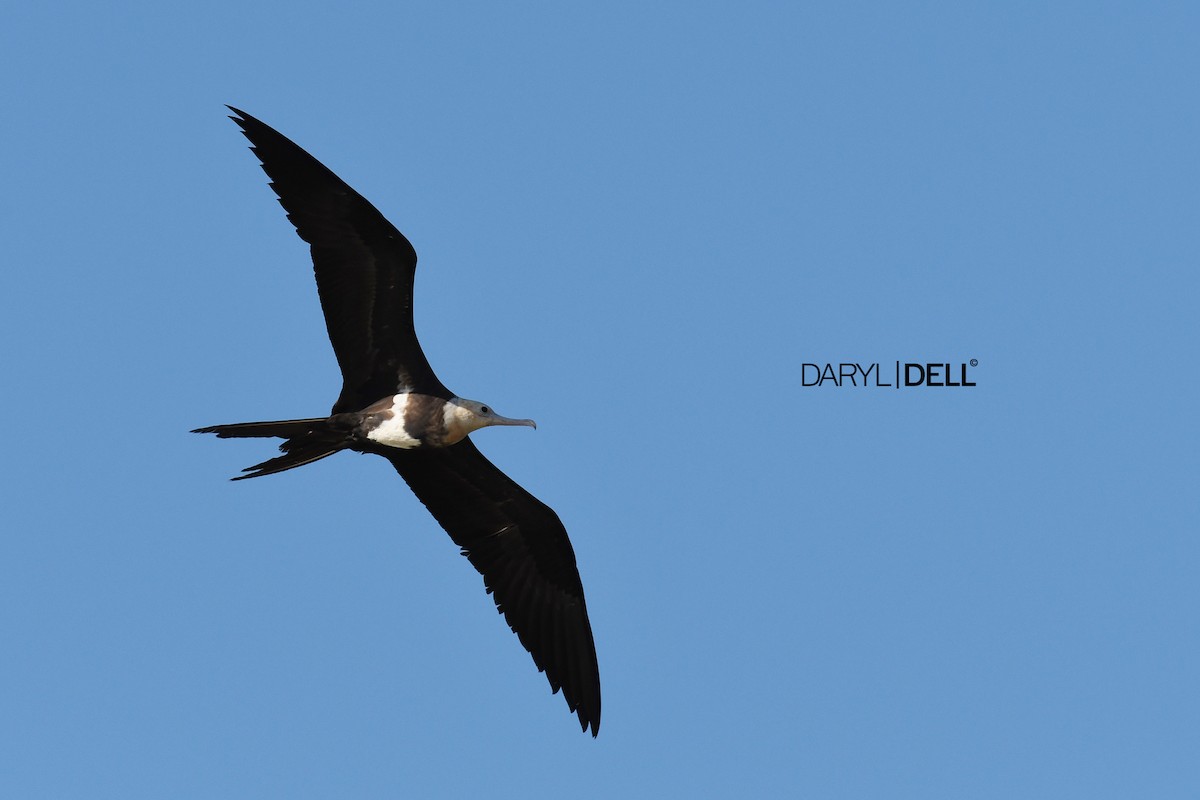 Lesser Frigatebird - ML82306791