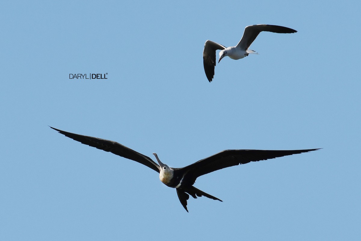 Lesser Frigatebird - ML82306861