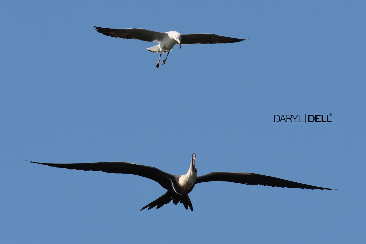 Lesser Frigatebird - ML82306911