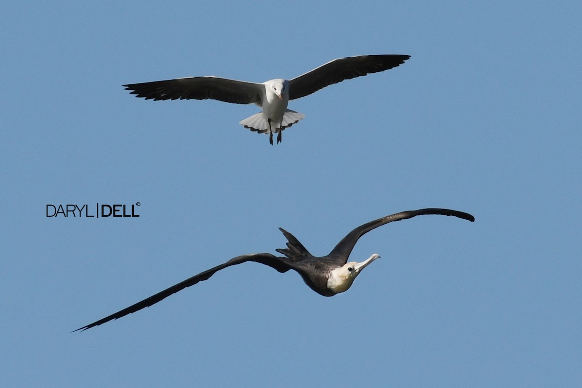 Lesser Frigatebird - Daryl Dell