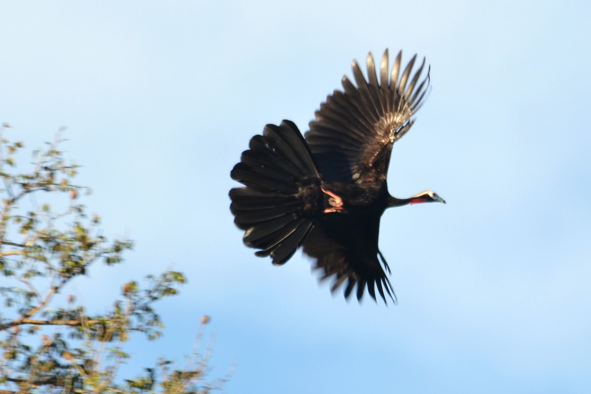 Red-throated Piping-Guan - ML82306941