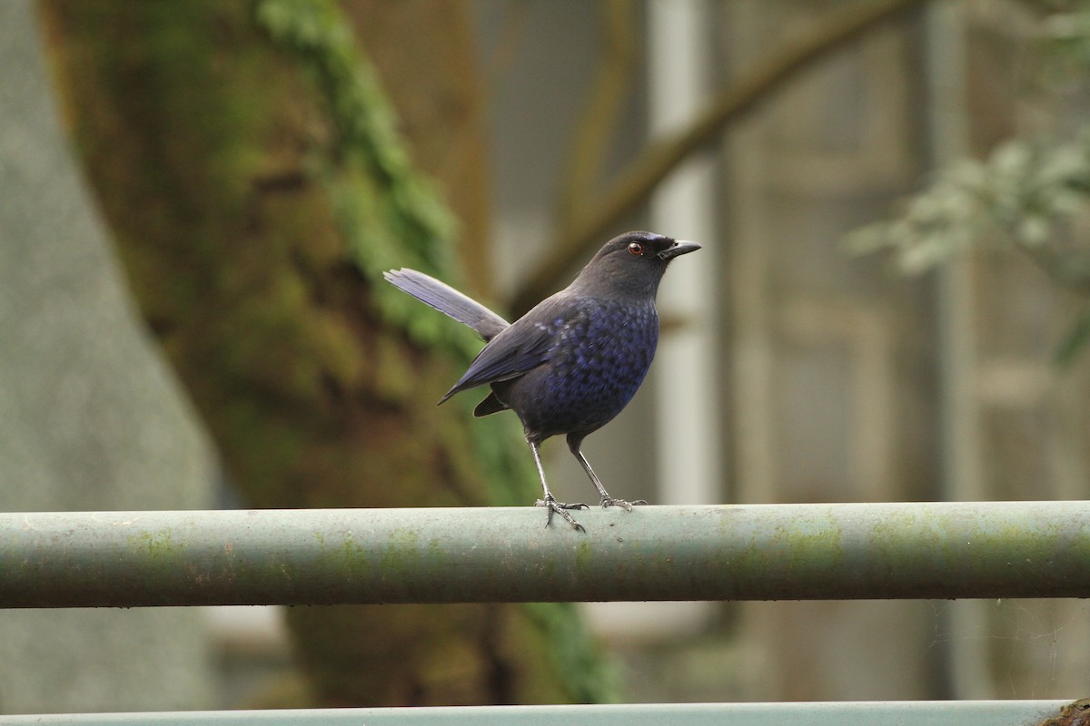 Taiwan Whistling-Thrush - Chengheng Hu