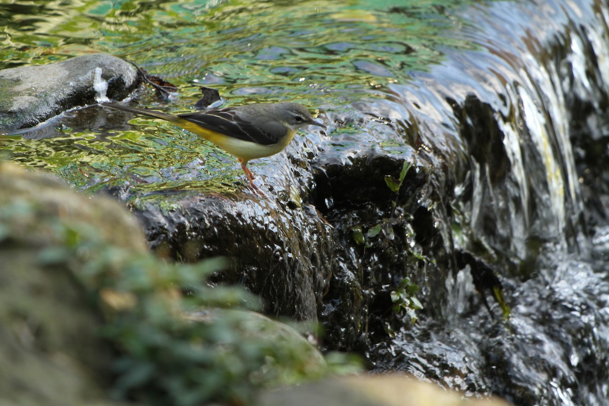 Gray Wagtail - Chengheng Hu