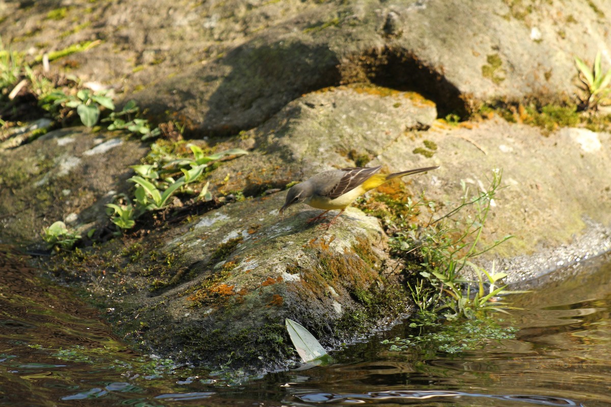 Gray Wagtail - ML82309021