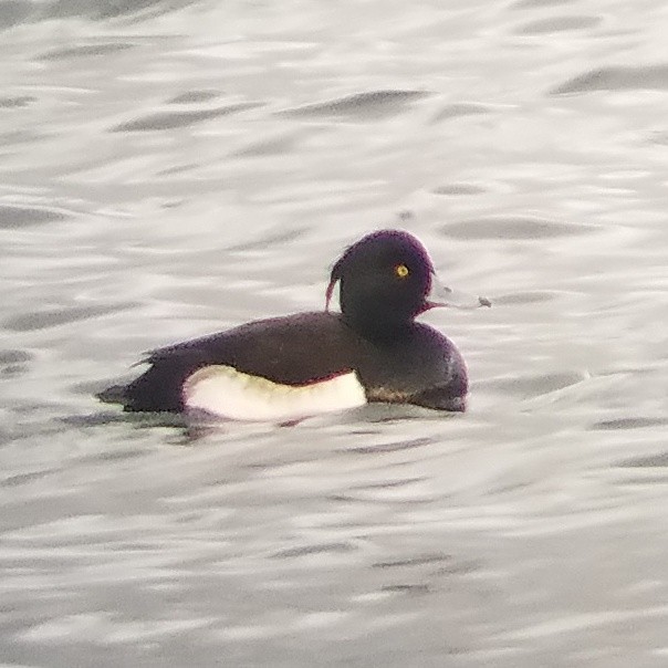 Tufted Duck - ML82309161