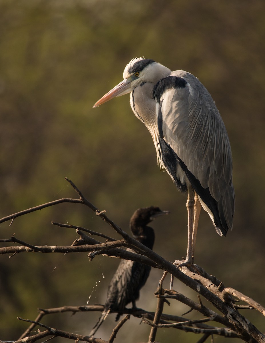 Gray Heron - Indranil Bhattacharjee