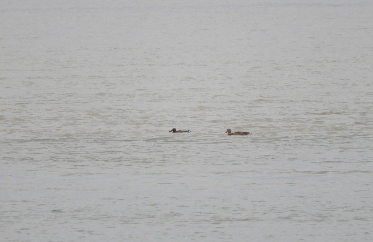 Northern Shoveler - ML82309201