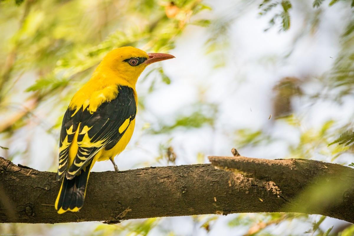 Indian Golden Oriole - Indranil Bhattacharjee