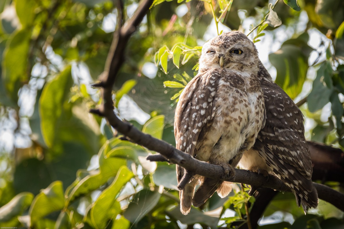 Spotted Owlet - Indranil Bhattacharjee