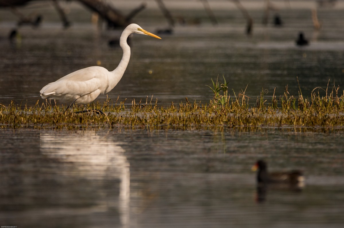 Great Egret - ML82309931