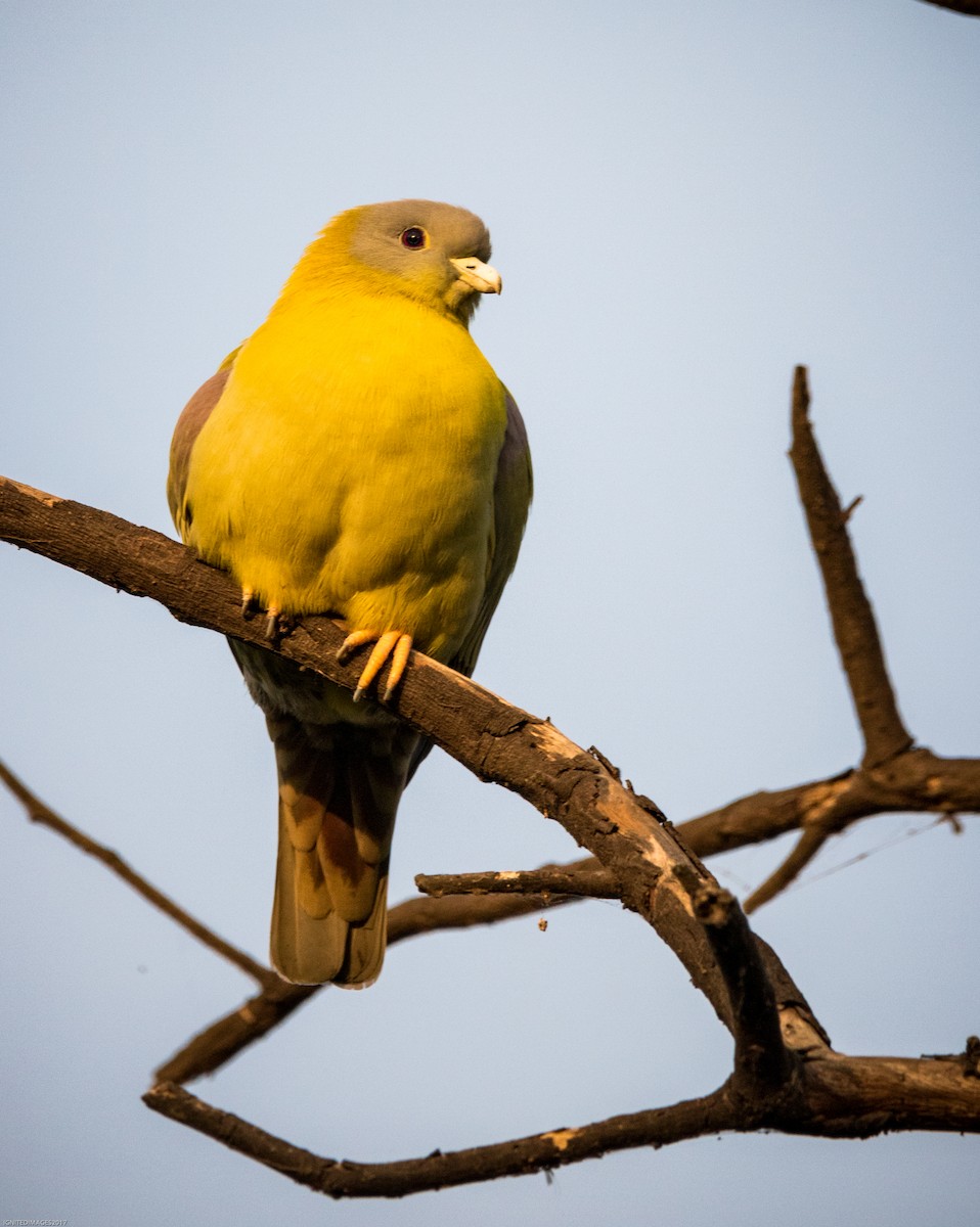 Yellow-footed Green-Pigeon - Indranil Bhattacharjee