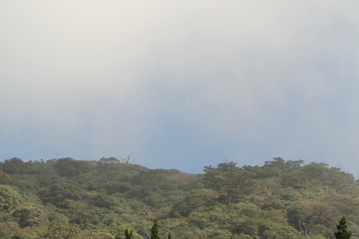 Crested Serpent-Eagle - ML82310581