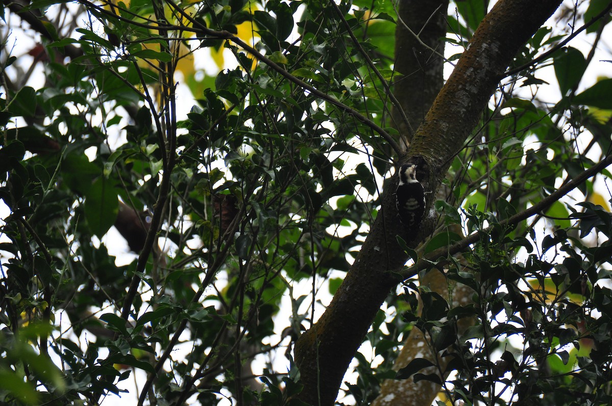 Gray-capped Pygmy Woodpecker - ML82310801