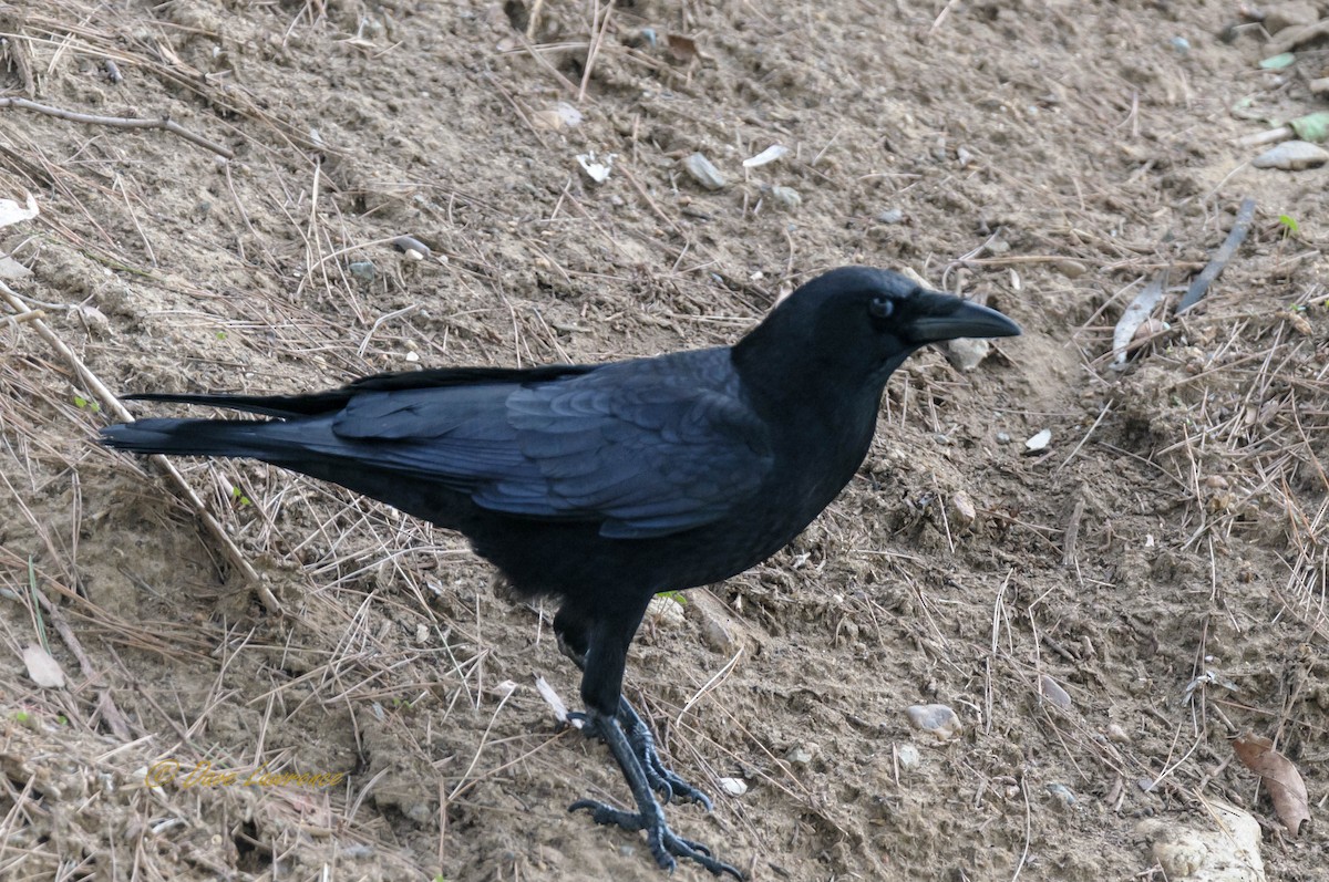 American Crow - ML82311201