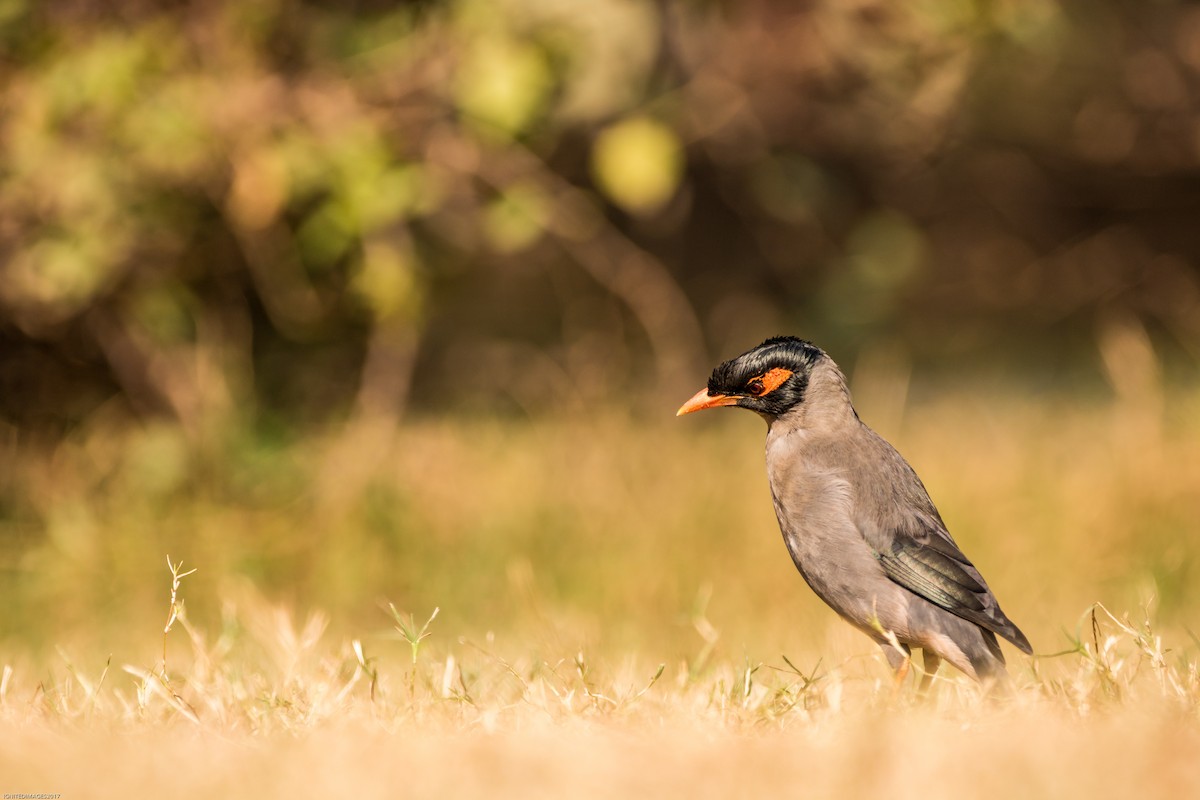 Bank Myna - Indranil Bhattacharjee