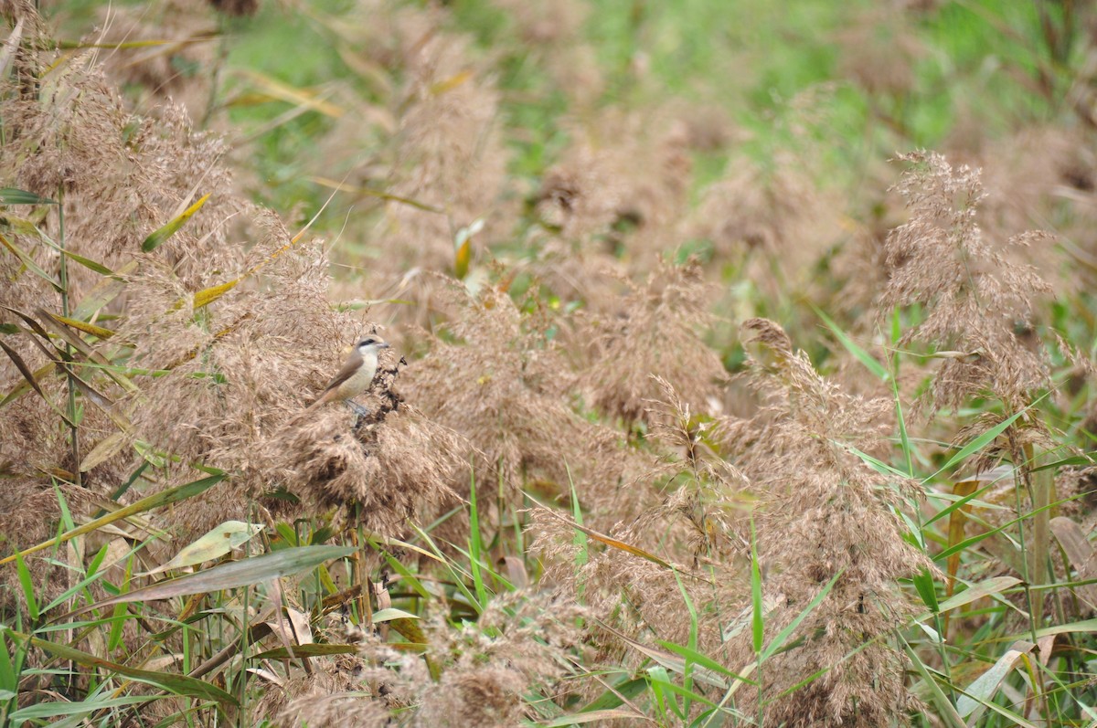 Brown Shrike - ML82311331