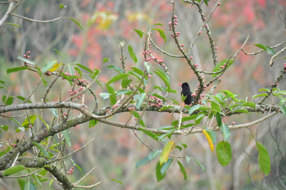 Black Bulbul (Gray-winged) - ML82312201