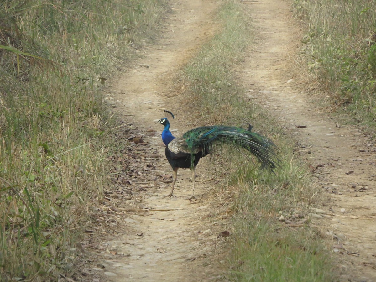 Indian Peafowl - ML82312621