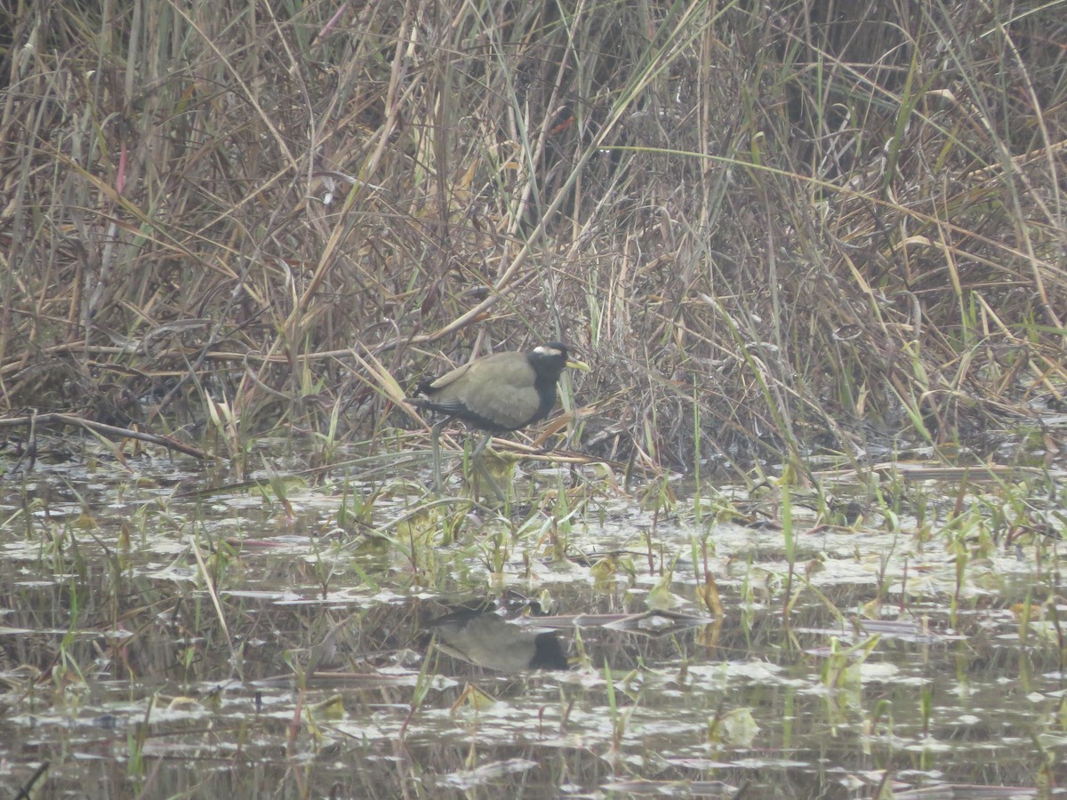 Bronze-winged Jacana - ML82312741