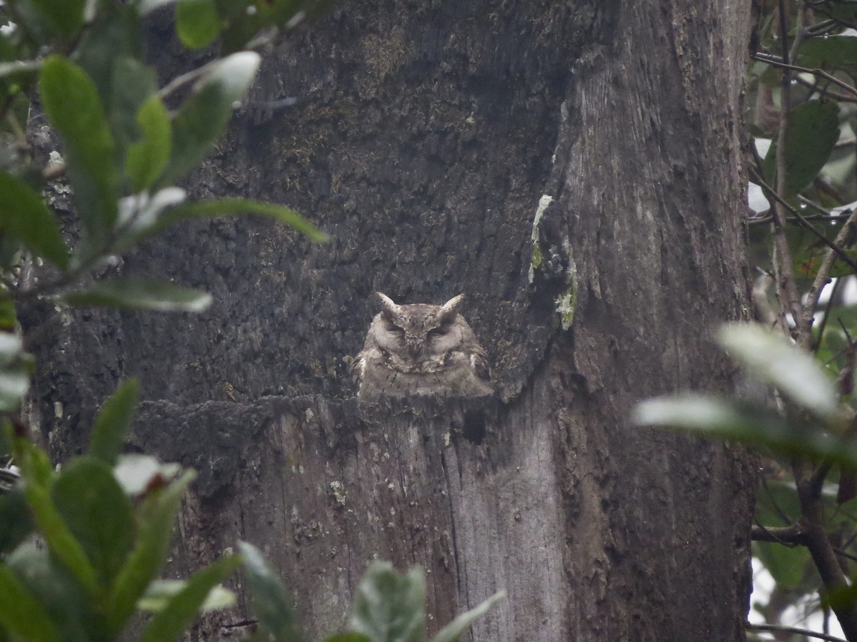 Collared Scops-Owl - ML82313151