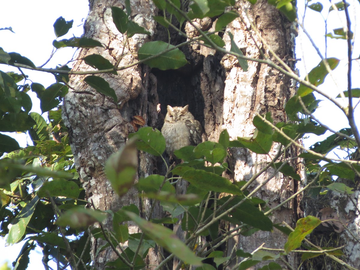 Collared Scops-Owl - ML82313171