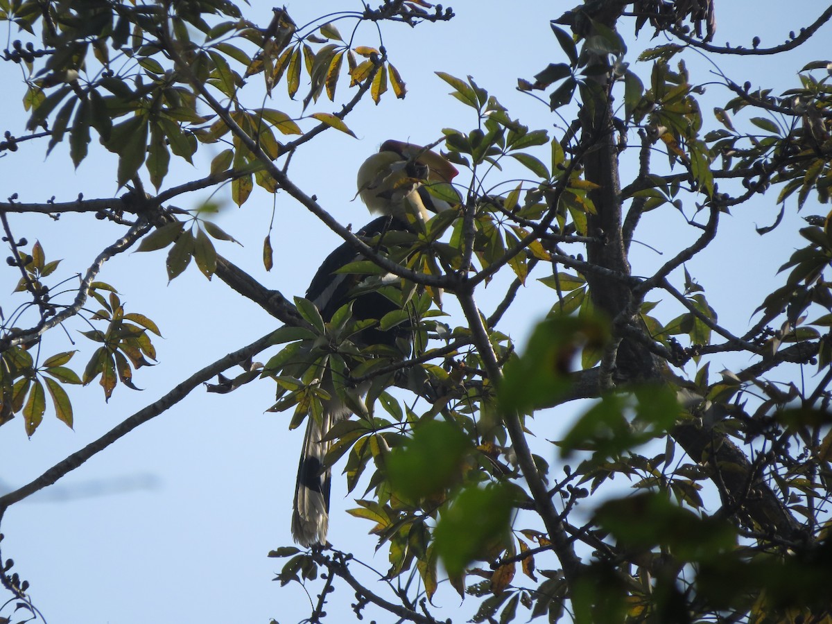 Great Hornbill - ML82313191