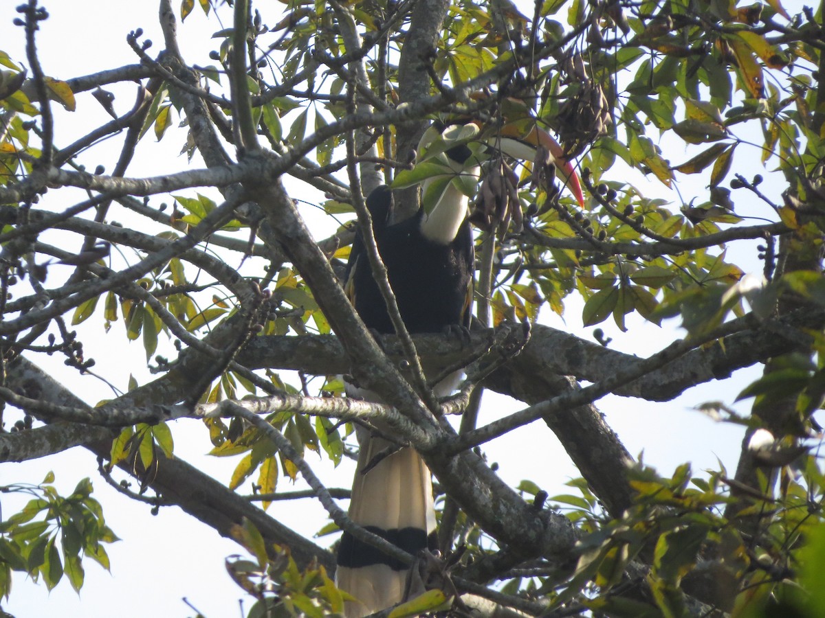 Great Hornbill - ML82313201