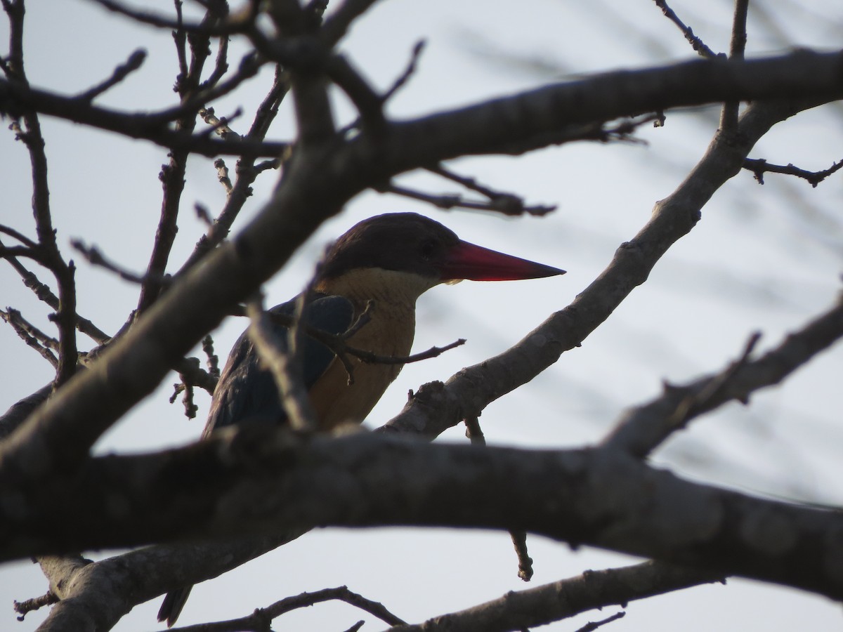 Stork-billed Kingfisher - ML82313261