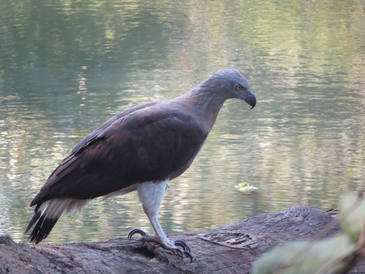 Gray-headed Fish-Eagle - Billi Krochuk