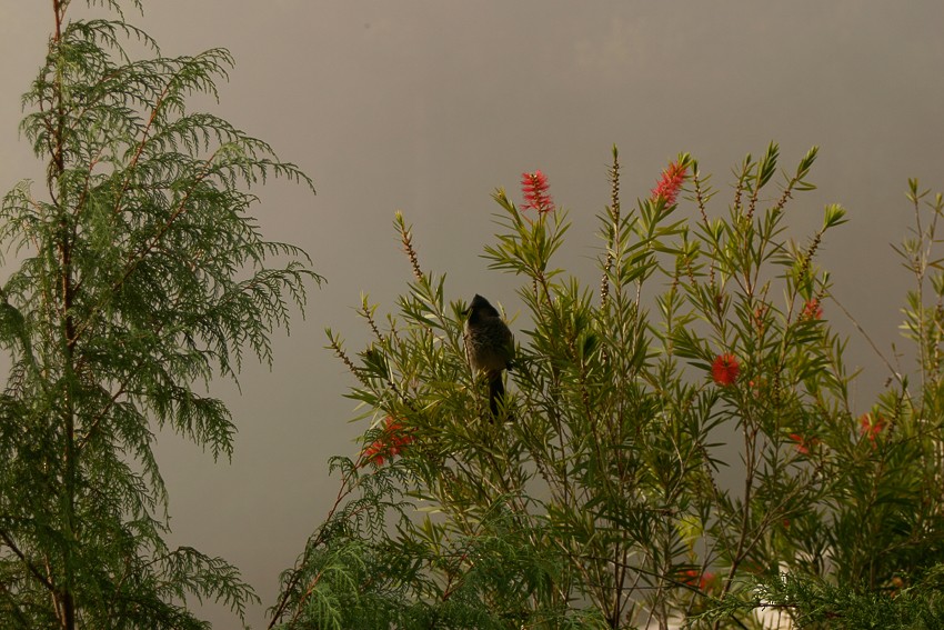 Bulbul à ventre rouge - ML82314271