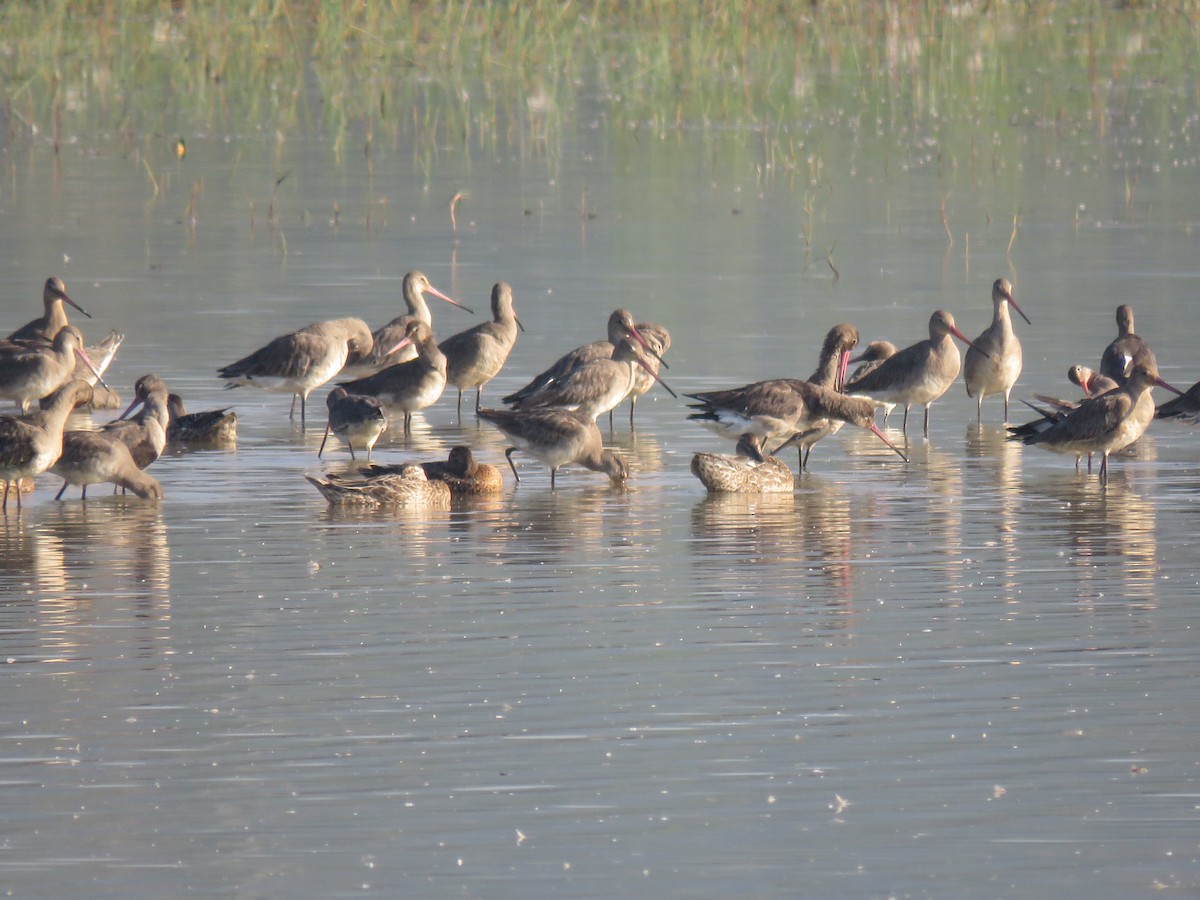 Black-tailed Godwit - ML82314811