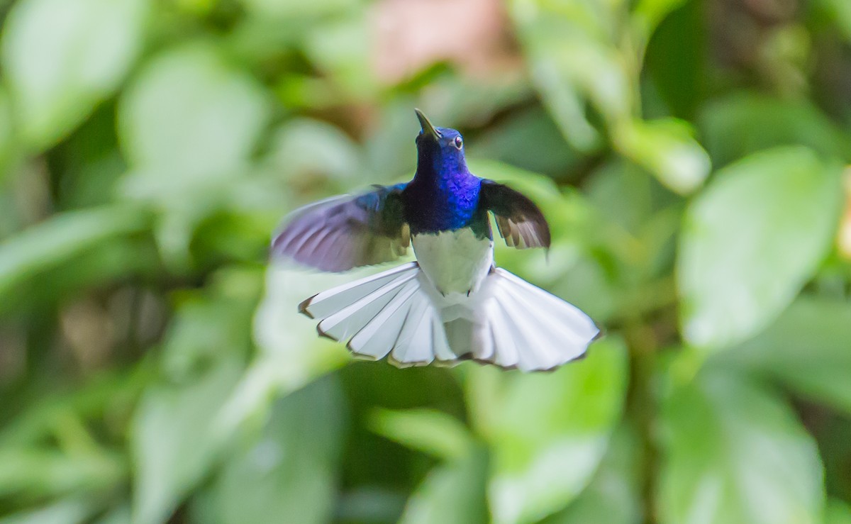 White-necked Jacobin - ML82315261