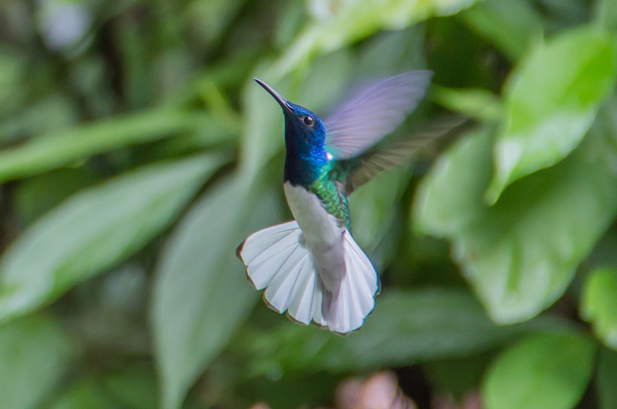 White-necked Jacobin - ML82315271