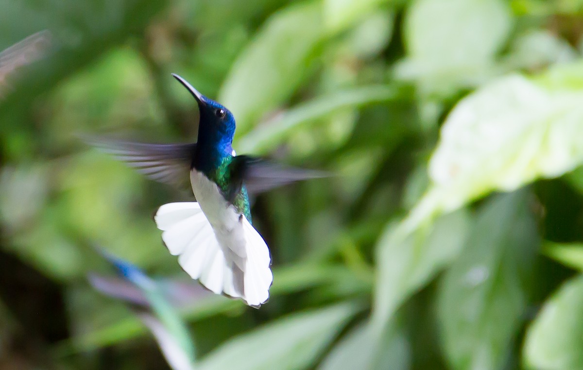 White-necked Jacobin - ML82315511