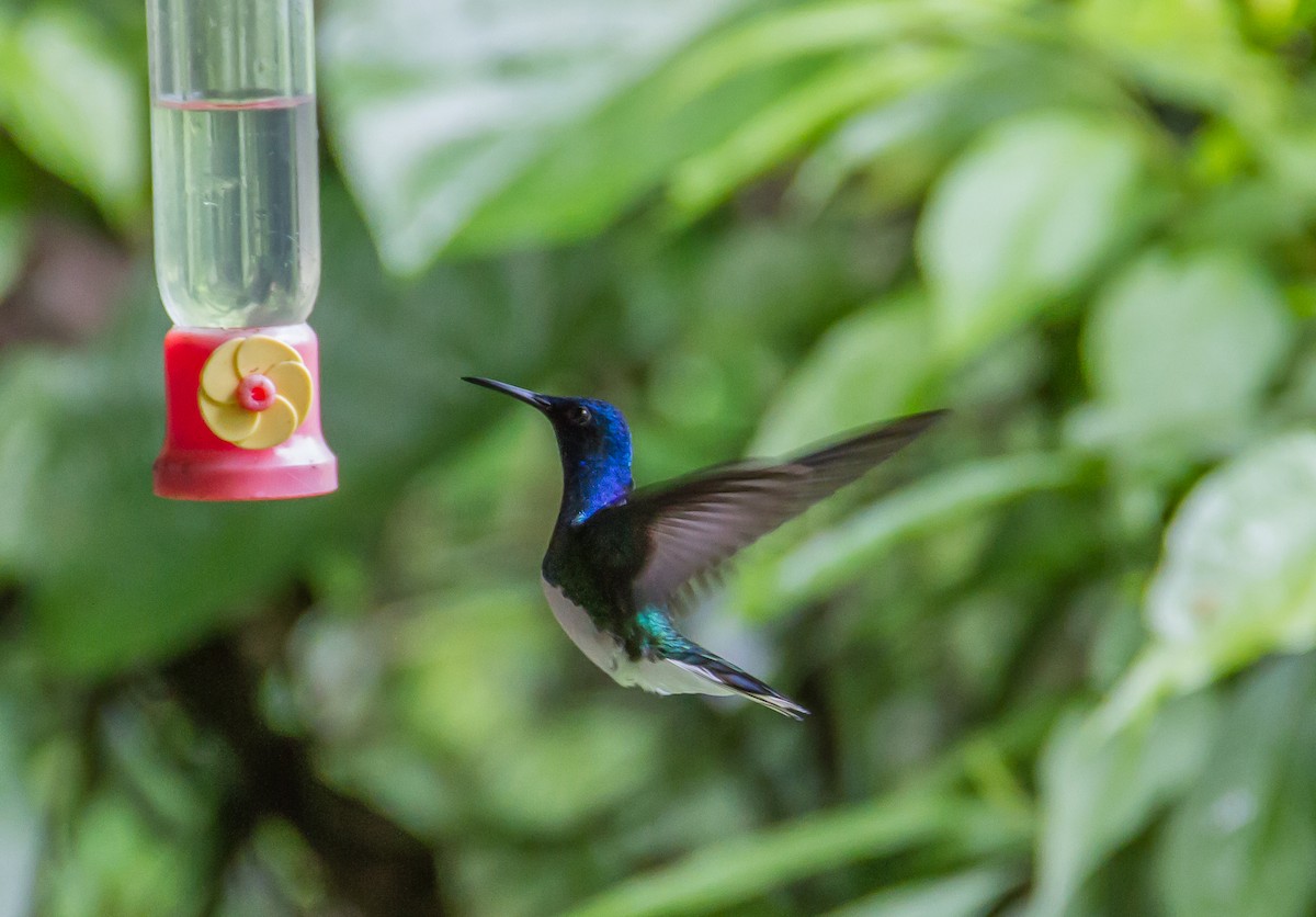 White-necked Jacobin - ML82315531