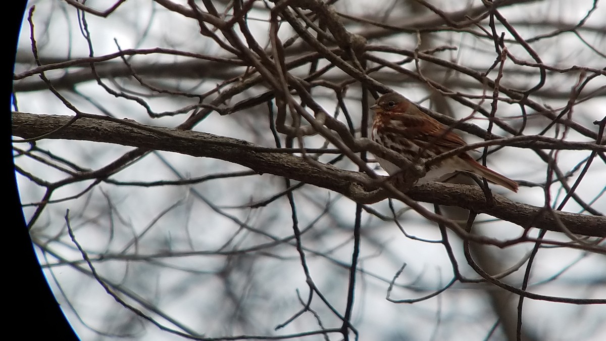 Fox Sparrow - Dixie Sommers